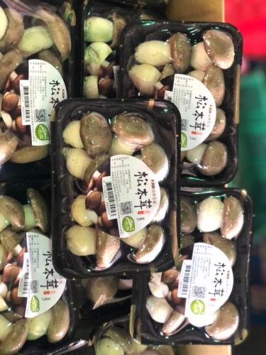 松本茸